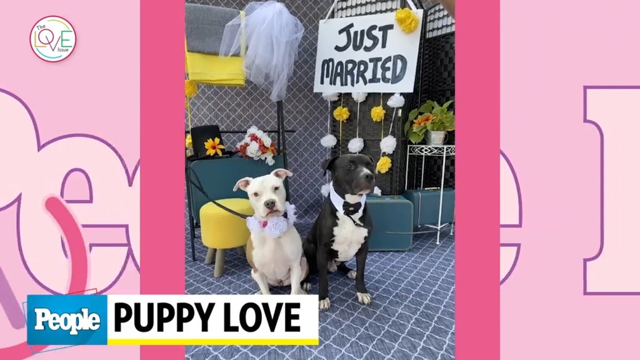 Puppy Love: One Women's Quest to Stage a Record-Breaking Dog Wedding with 160 Canine Couples