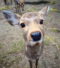 Cette ville du Japon est un vrai paradis pour les cerfs !