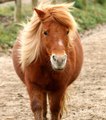 En Angleterre, ces poneys ont une réaction incroyable face à la mort d’un des leurs…
