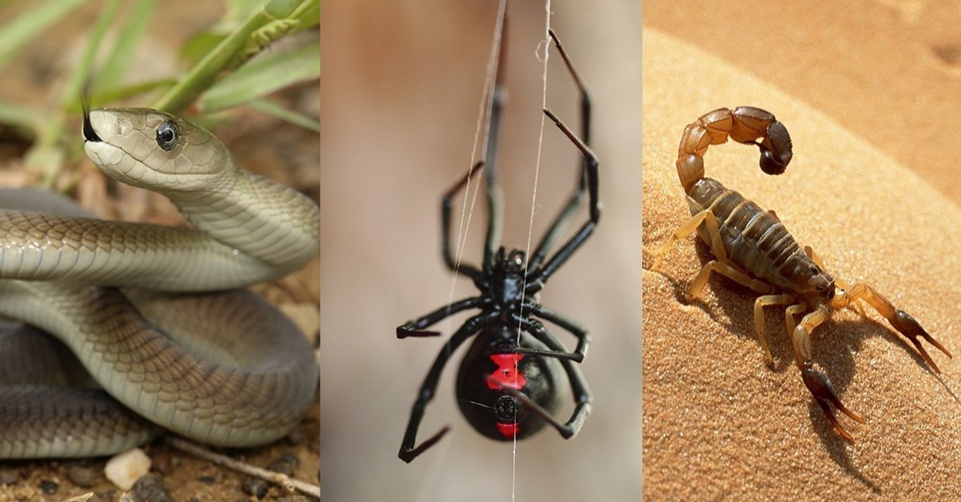 Top 7 des animaux les plus venimeux sur Terre !