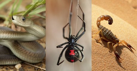 Top 7 des animaux les plus venimeux sur Terre !