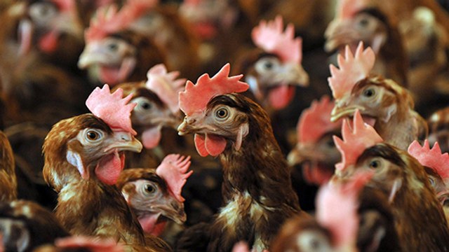 Comment savoir si les oeufs que vous achetez sont issus de poules en batteries ?