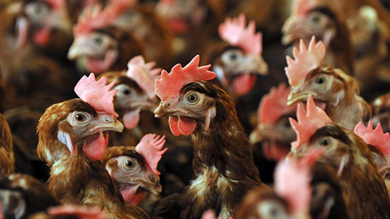 Comment savoir si les oeufs que vous achetez sont issus de poules en batteries ?