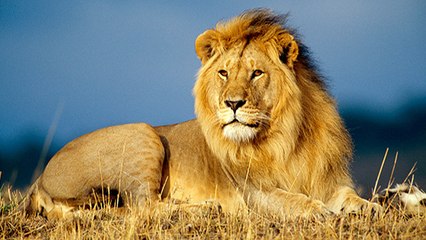 Au fait… pourquoi le lion a-t-il une crinière ?