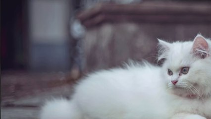 Chat angora : caractère, prix et origine, tout savoir sur ce chat de race
