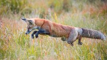 Pourquoi le renard est un allié contre la maladie de Lyme