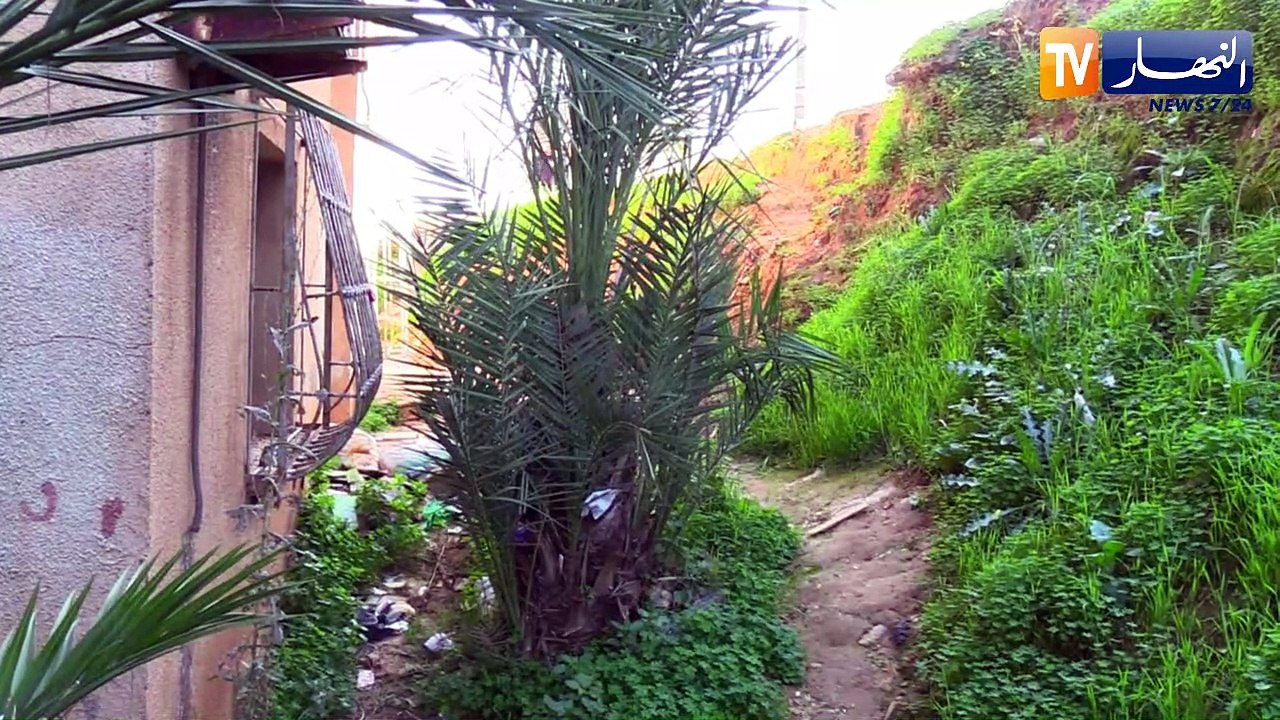 النشرة الأمازيغية لليلة الجمعة 04 فيفري 2022