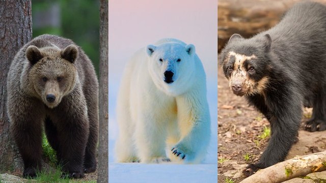 Connaissez-vous les différentes espèces d’ours dans le monde ?