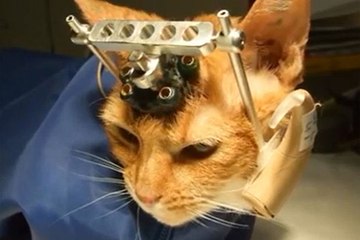 On pratique encore des expériences sur les chats