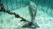 Indonésie : des lamantins enfermés dans des cages sous-marines pour amuser les touristes !