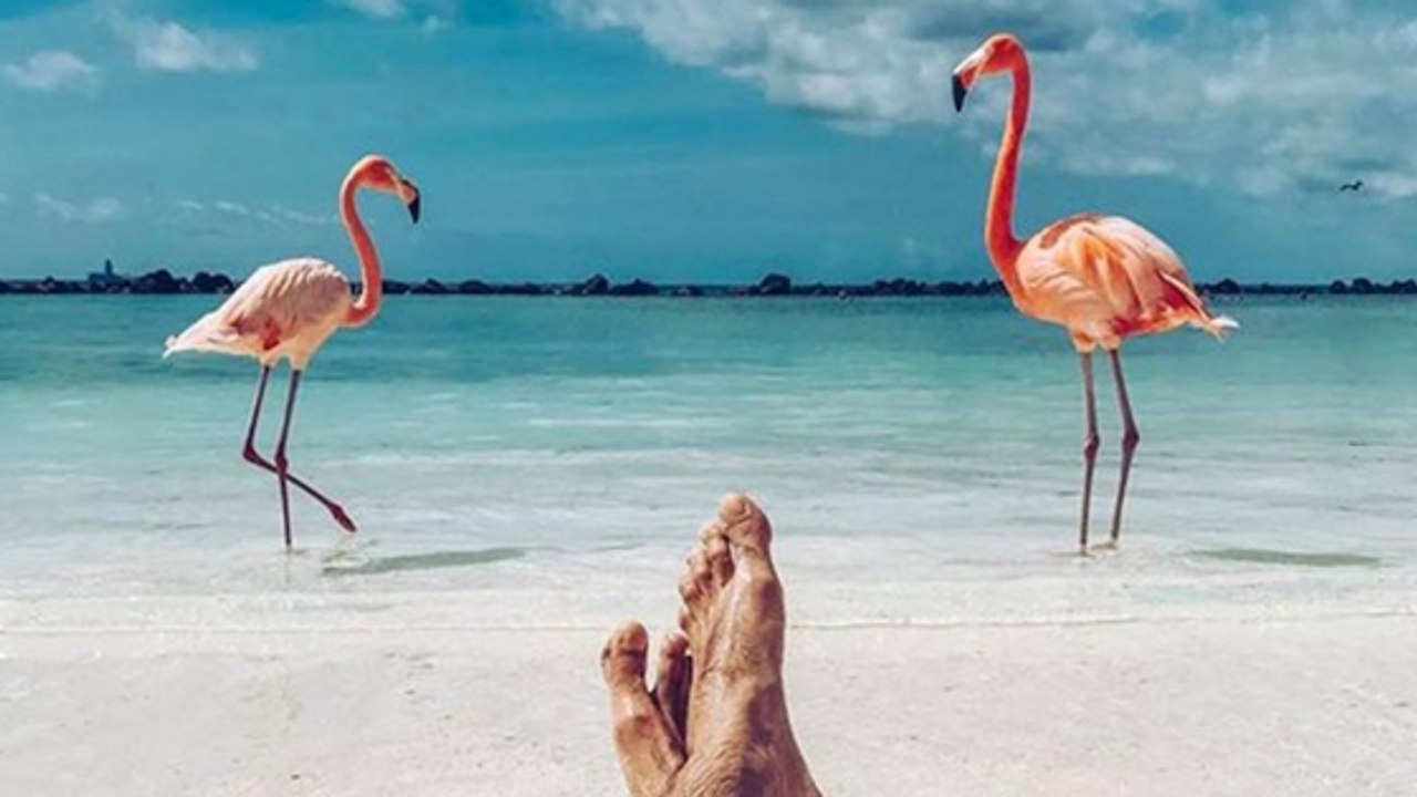 Gardien de flamants roses aux Bahamas, le job d...