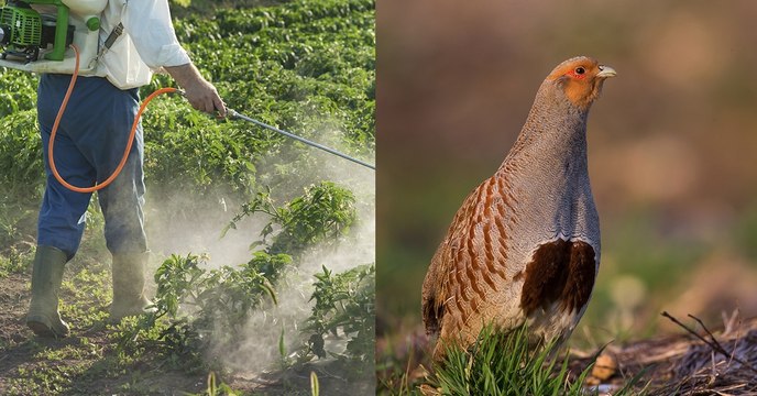 Scandale : cette nouvelle étude révèle que les pesticides ne tuent pas seulement les abeilles…