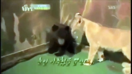 Funny_Animals_;_Funny_video(360p)