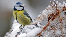 Quels oiseaux écouter chanter pendant toute la durée de l’hiver ?