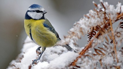 Quels oiseaux écouter chanter pendant toute la durée de l’hiver ?