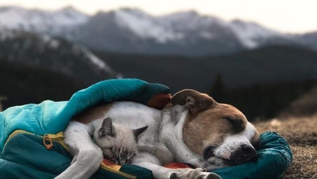 Ce chien et ce chat qui adorent voyager ensemble font fondre les internautes