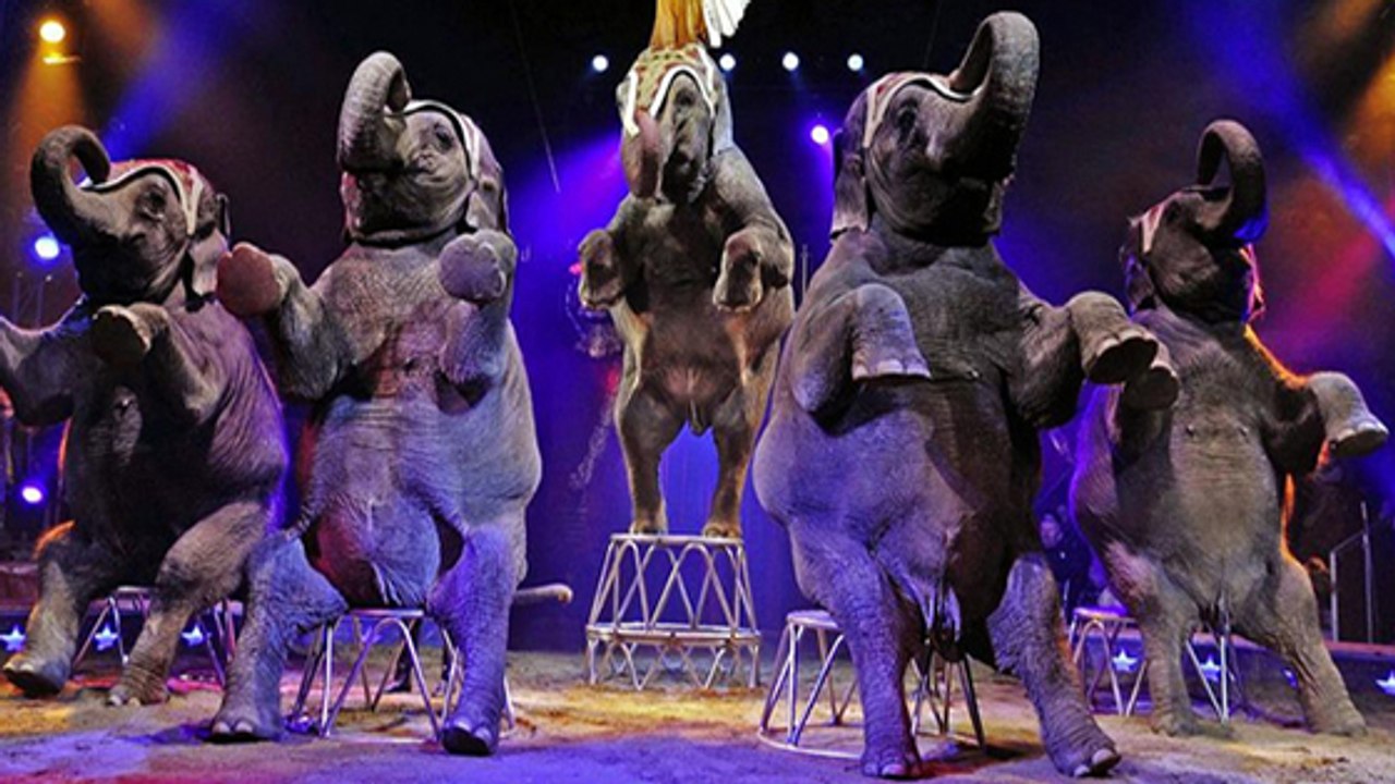 L’Angleterre prend une décision historique sur les cirques avec animaux sauvages !