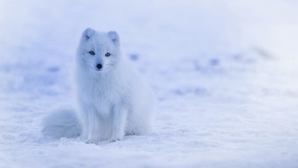 Quand l’absence de neige met en péril la survie des animaux blancs...