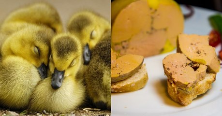 Un nouveau pays d’Europe songe à interdire le foie gras