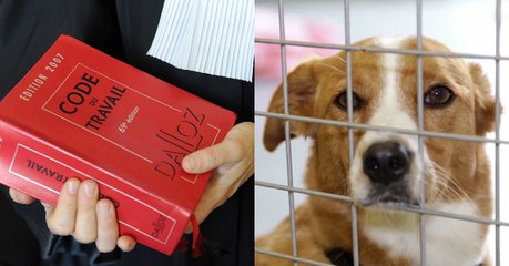 Quand une loi voulue par Emmanuel Macron met en danger les refuges de France