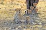 Au Cambodge, les Léopards d’Indochine sont en voie de disparition