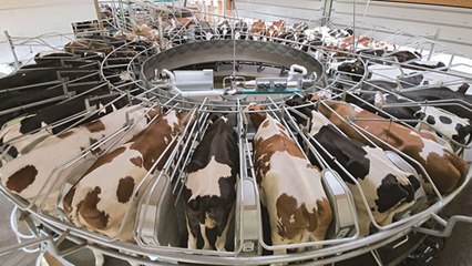 Creuse : la Ferme des 1000 veaux autorisée à doubler sa capacité !