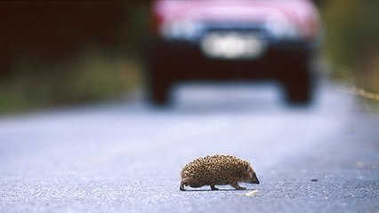 Mayenne : 1 million d’euros pour aider les hérissons à traverser en toute sécurité
