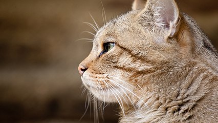 Mais, au fait… Pourquoi les chats ont-ils des moustaches ?