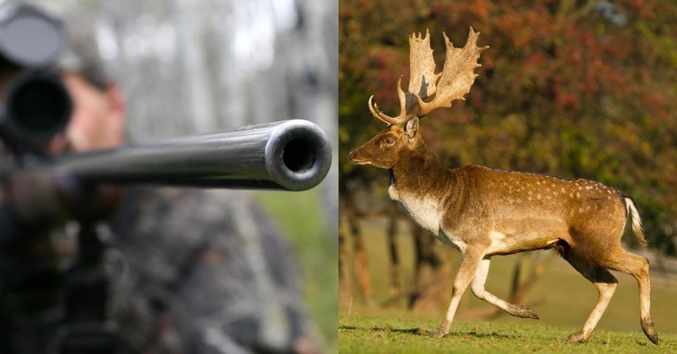 Chasse : dans l’Ardèche, ces 4 daims sont en sursis !