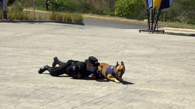 Agentes de operaciones especiales culminaron curso de formación de unidades cinófilas