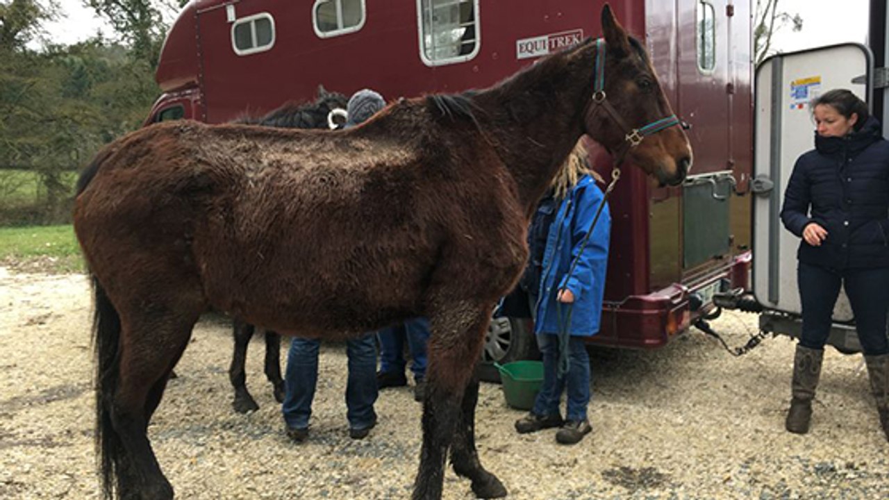 Dordogne : la Fondation Brigitte Bardot vole au secours de chevaux maltraités