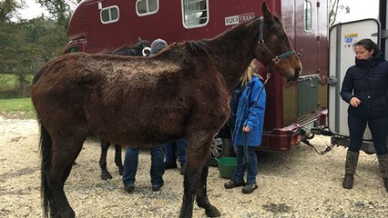 Dordogne : la Fondation Brigitte Bardot vole au secours de chevaux maltraités