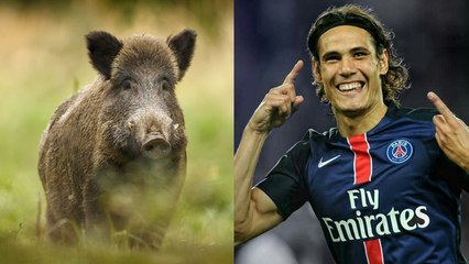 Polémique : un joueur du PSG pose fièrement à côté du sanglier qu’il vient d’abattre