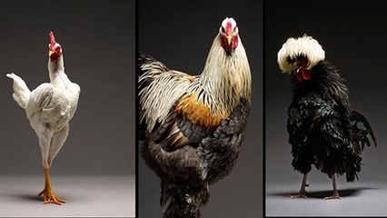 Ces photographes ont réuni les plus belles poules dans un livre !