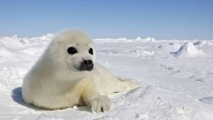 Un bébé phoque meurt... étouffé par du plastique !