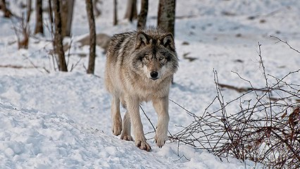 Puy-de-Dôme : ce magnifique animal n’avait plus été vu dans la région depuis 2013