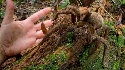 Voici l'araignée Goliath, la plus grosse araignée du monde