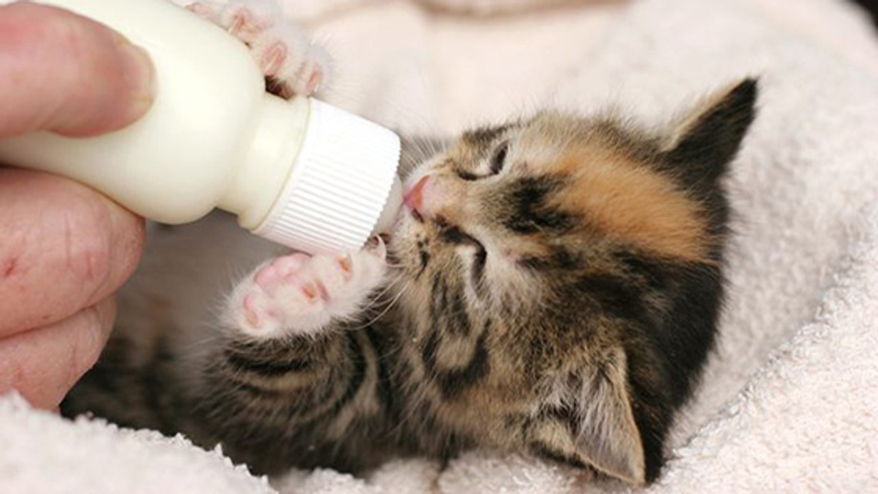 Voici l’âge idéal pour adopter un chaton