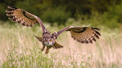 Drôme : des pompiers portent secours à ce magnifique oiseau mal en point