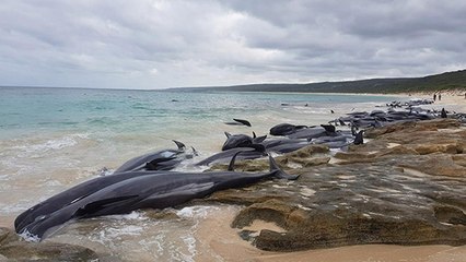 Australie : 150 dauphins-pilotes se sont échoués pour une raison mystérieuse…