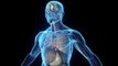 Un nouvel organe du corps humain a été découvert
