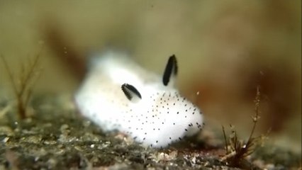 Cette limace de mer ressemble vraiment à un lapin !