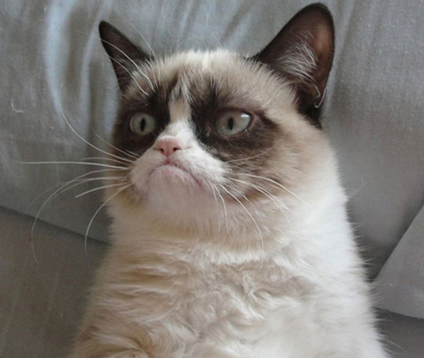 L'action de ce chat va vous faire mourir de rire !