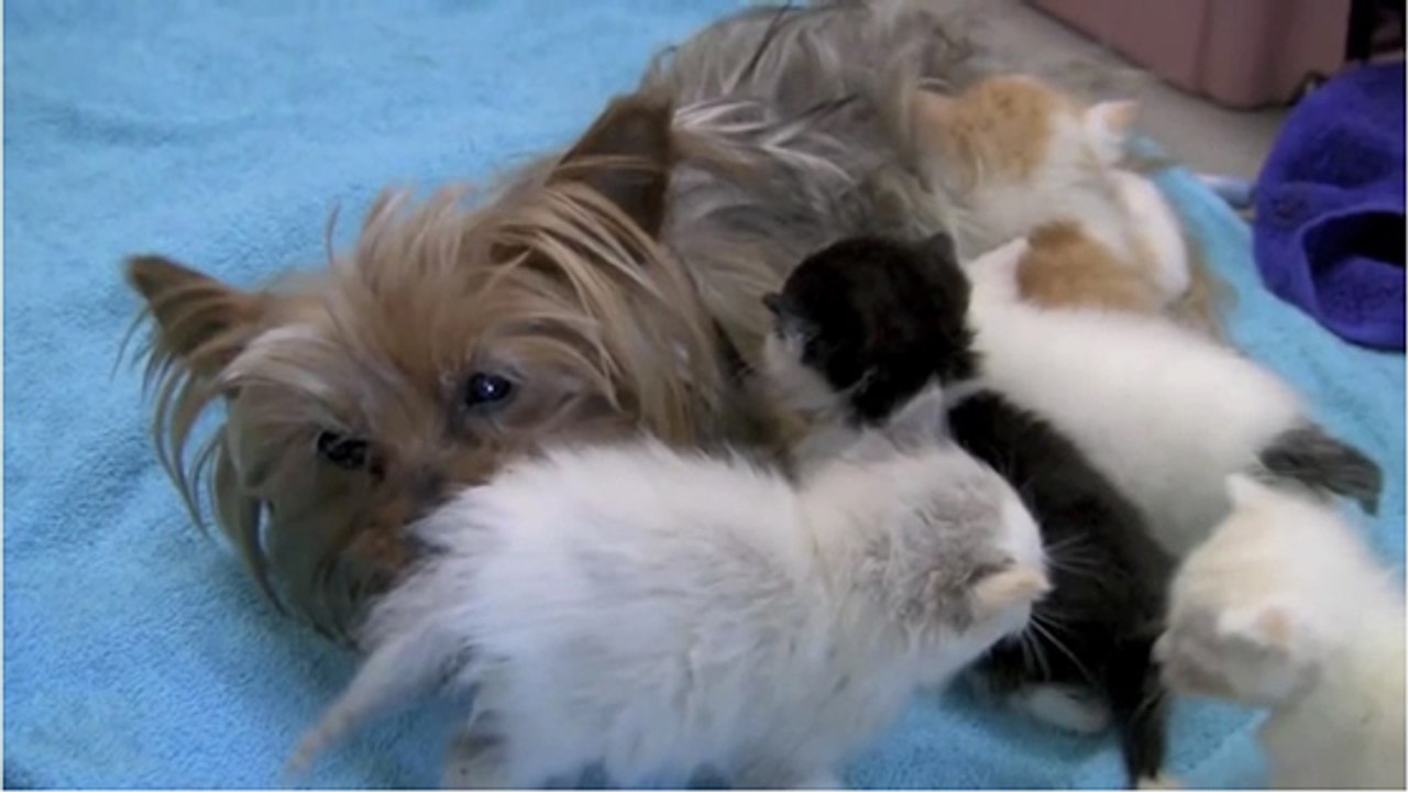 Quand une maman Yorkshire allaite une portée un peu particulière…