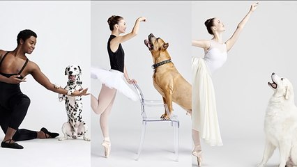 On danse avec les chiens !