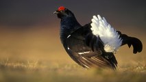 Découvrez la danse nuptiale du tétras lyre