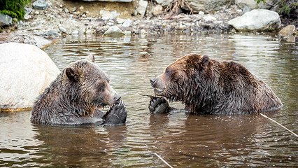 En Suisse, on ouvre un sanctuaire pour d'anciens ours maltraités