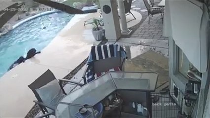 Ce brave chien sauve son meilleur ami de la noyade !