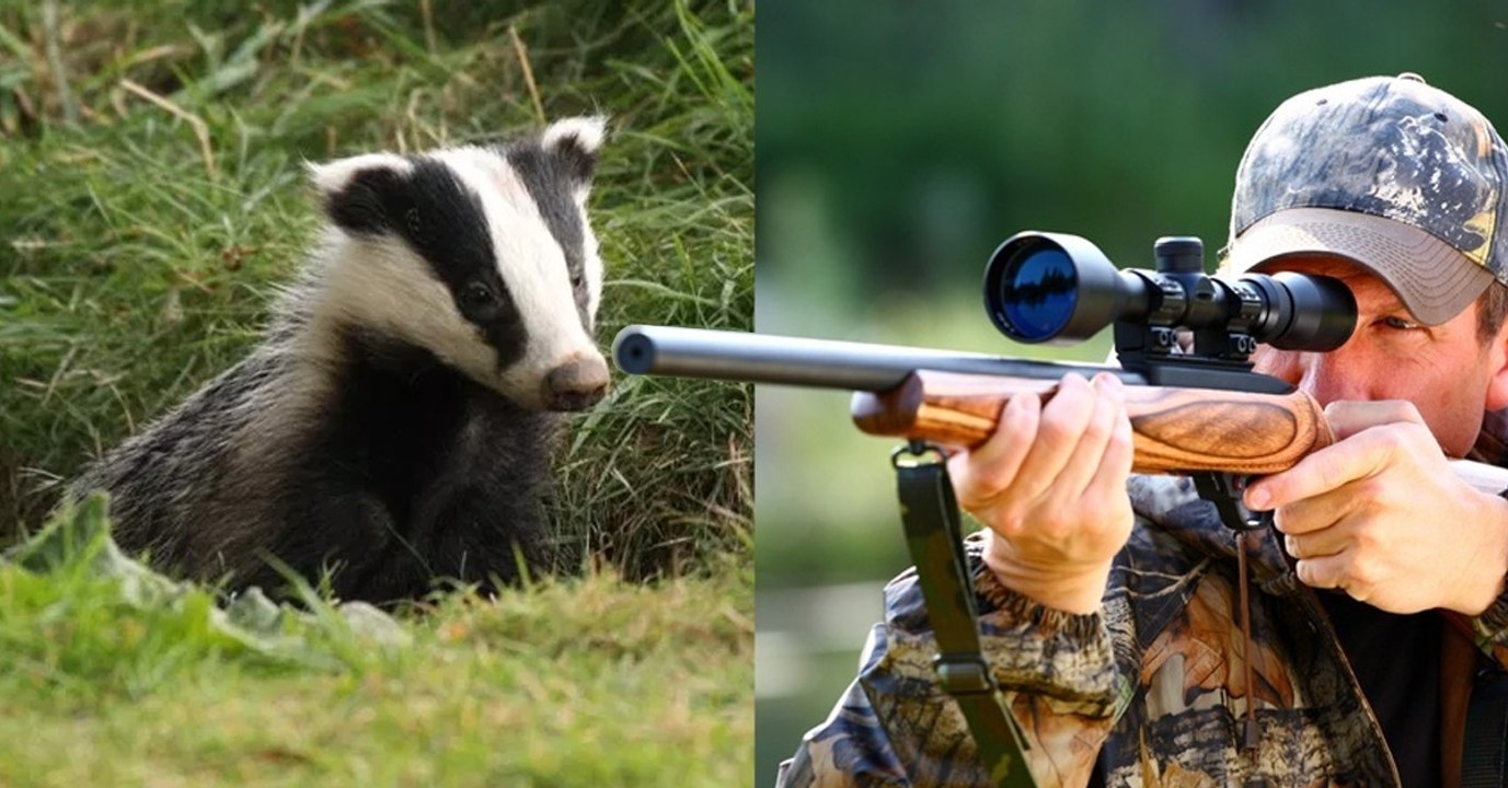 Au mois de mai, la chasse au blaireau peut reprendre