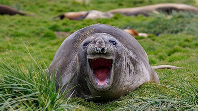 Découvrez les premiers candidats au Comedy Wildlife Photography Awards 2018 !